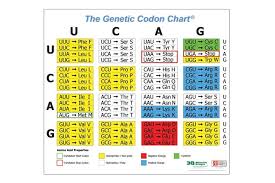 Genetic Codon Poster