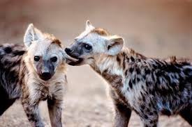 Funny Animal Pictures Funny Pet Videos Hyena Dangerous Animals Animals