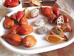 Image result for Clitandra cymulosa