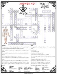 Type of muscle that connects to bones, voluntary. Muscles And Bones Crossword By Bow Tie Guy And Wife Tpt