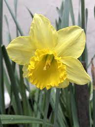 Narciso Plants