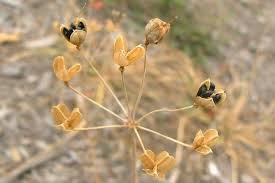 Image result for Nothoscordum borbonicum