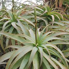Image result for Aloe arborescens × musapana