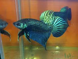 Read ratings and reviews so you can find the right betta fish. Quality Mahachai Wild Betta Plakat Fighting From Thailand Pet Supplies Fish Aquariums Live Fish Ebay Betta Betta Fish Fish