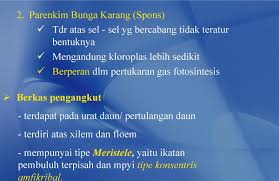 Jaringan embrionik ini dalam suatu tumbuhan disebut juga dengan meristem. Bagian Bagian Pada Tumbuhan Created By Abdillah Yulian