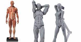 I still learn about anatomy too. 10 Best Anatomy Figure Models For Artists