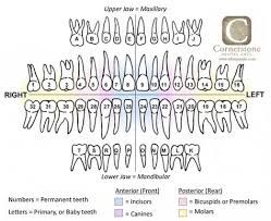 Pin By Emily Henderson On Misc Dental Hygiene School