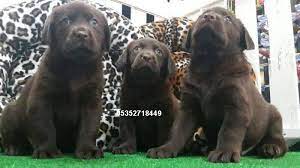 labrador 4 labrador yavrulari kopek resim