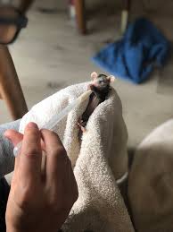 A baby opossum's survival depends on his ability to cling to mom's back and fur as she wanders her territory in search of food, according to wildlife charity organization wildcare. It S Opossum Baby Season Here S What You Need To Know Wildheart