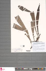 Image result for Lomariopsis hederacea