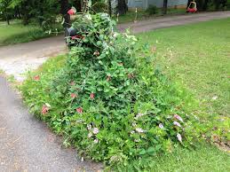 Image result for Indigofera kirkii