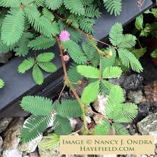 Image result for Mimosa pudica