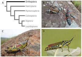 Image result for Orthopichonia