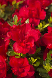 Autumn Bonfire Encore Azalea Reblooming Flowers Azalea Shrub Red Flowers