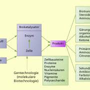 Man unterscheidet bei proteasen zwischen 1. Enzyme In Der Biotechnik In Biologie Schulerlexikon Lernhelfer