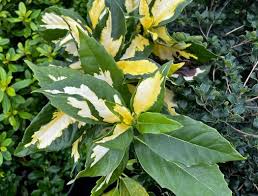 Image result for Aucuba