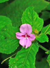 Image result for Impatiens sylvicola