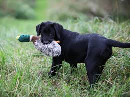 I danmark taler man om to typer labradorer: Formel 1 Hvalpe Labradorhvalpe Ft Labrador Jagtlabrador
