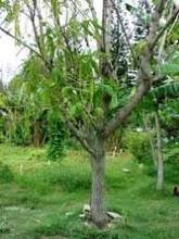 Image result for Sesbania goetzei