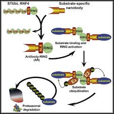 We did not find results for: Antibody Ring Mediated Destruction Of Endogenous Proteins Sciencedirect