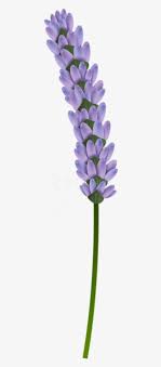 Purple lavender flowers, english lavender provence lavandula dentata french lavender flower, lavender, watercolor painting, purple png. Free Png Download Lavender Transparent Png Images Background Lavender Flower Transparent Background Free Transparent Png Download Pngkey