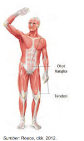 Lambung merupakan salah satu organ yang menyusun pencernaan manusia dan vertebrata, tersusun dari beberapa jaringan yaitu jaringan epitel, jaringan otot, jaringan sarap dan jaringan ikat, dan fungsinya untuk mencerna makanan. Fungsi Otot Dan Jenis Jaringan Otot Manusia Permainan Bola Voli