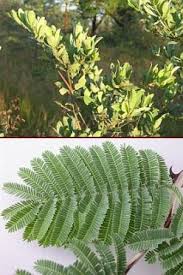 Image result for Terminalia trichopoda