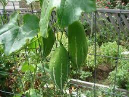 Check spelling or type a new query. Snake Gourd Hope Community Garden