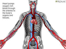 This means blood circulates around the body without ever leaving the blood. How Blood Flows Through The Body Animation Circulatory System Video Youtube