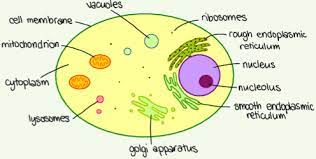Maybe you would like to learn more about one of these? 1 3 Eukaryotic Cells A Biology