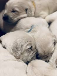 It was a humble existence on a small parcel of. Golden Retriever Puppies For Sale Black River Mi 304409