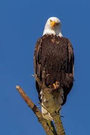 Buchen sie ihren mietwagen bei unseren experten persönlich am telefon oder direkt online. Amerikaanse Zeearend Amerikaanse Zeearend Vogels Roofvogels