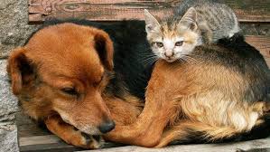 Solving problems and anticipating new challenges in agriculture, food, natural resources, and the environment. Maus Tratos Contra Caes E Gatos Consequencias Juridicas Da Nova Lei
