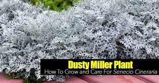 Dusty Miller Plant How To Grow And Care For Senecio Cineraria Dusty Miller Plants Cineraria