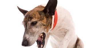 Dog pneumonia can also result from a neuromuscular disorder, which would cause difficulty with swallowing and issues related to the oesophagus, with possible paralysis of the oesophagus. How To Treat Pneumonia In Dogs