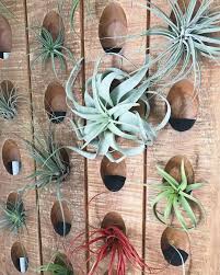 We did not find results for: Use A Wine Rack To Display Your Air Plants Great Idea Air Plant Design Studio Airplantdesignstudio Air Plants Plant Display Ideas Air Plant Display