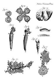 La célula. Ampliaciones. A. v. Leeuwenhoek. Atlas de Histología ...