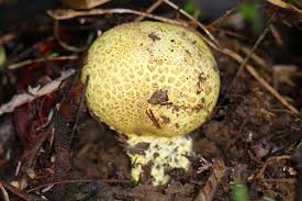 Image result for Scleroderma sp.