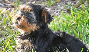 How much are morkie puppies for sale? Brevard Pet Sale Regulations To Combat Puppy Mills Go Back For Rewrite