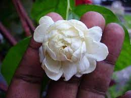 Pin By Nebras Al Zou Ebi On Fragrant Flowers Fragrant Flowers Flowers Jasmine Tattoo