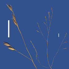 Image result for Panicum novemnerve