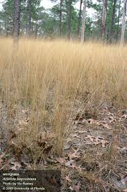 Image result for Aristida bipartita