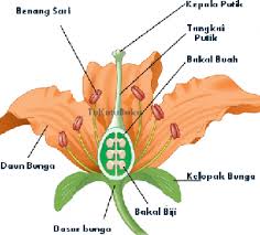 Nama organ bunga dan fungsinya. 12 Ciri Ciri Bunga Sempurna Dan Tidak Sempurna Dosenbiologi Com