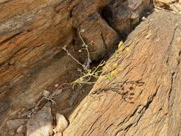 Image result for Pegolettia senegalensis