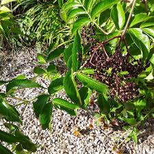 I'm new to growing elderberries, as i've only bought dried elderberries before. 4 Easy Ways To Propagate Elderberry Plants Dengarden