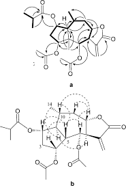 Image result for Athroisma gracile