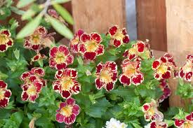 Image result for Mimulus