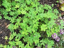 Controlling Oxalis Weeds In The Garden The Links Site