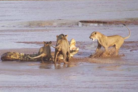 Lions vs crocodile: Tense battle caught on camera in Kenya | Predator vs  Prey | Earth Touch News