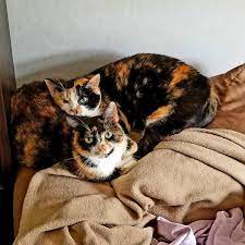 Mama Cat Elliot And Baby Chilling Https Ift Tt 2imrxui Cute Cats And Kittens Kittens Cutest Kittens